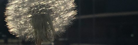 Dandelion -880x 290 (1)